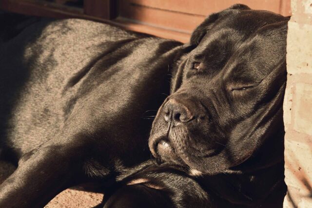 Cane va a fare la toeletta e perde la vita: si è arrotolato la catena al collo