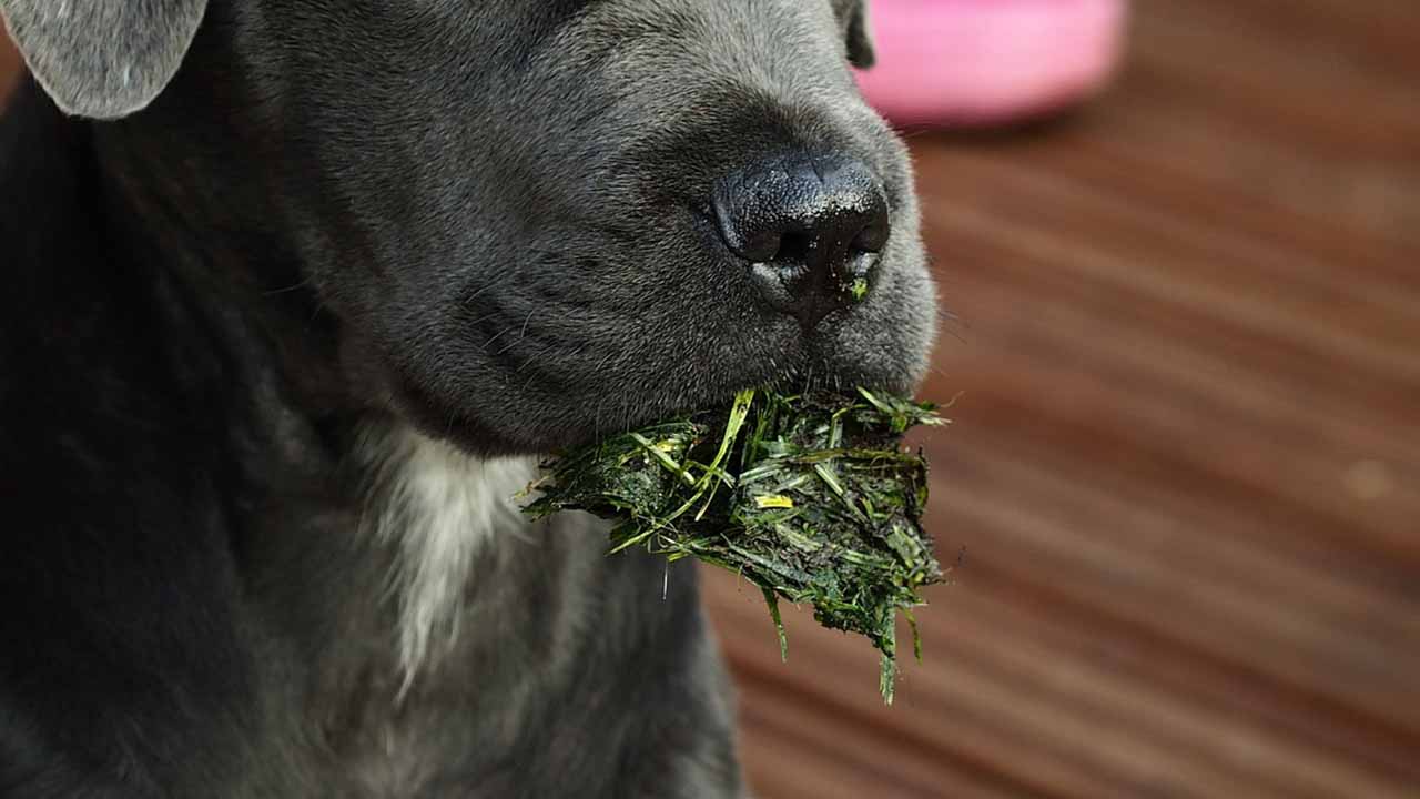 Tartufo del cane Corso