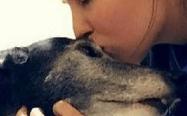 “Non potrà mai camminare”, dissero i veterinari alla donna piangente. Ma il cane ci prova lo stesso