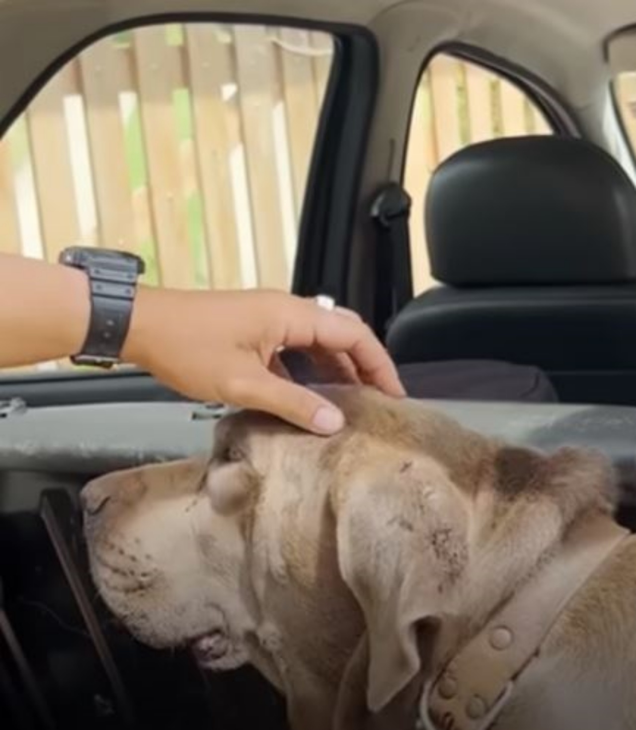 Una donna che accarezza un cane