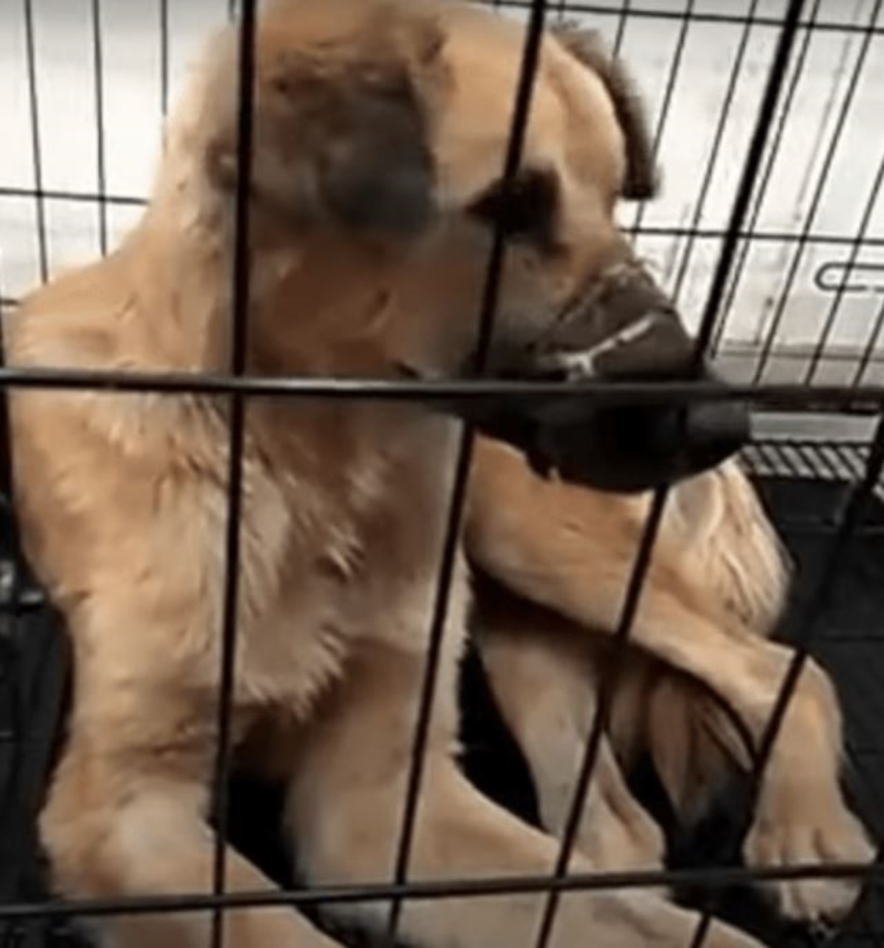 Un cane in gabbia in clinica