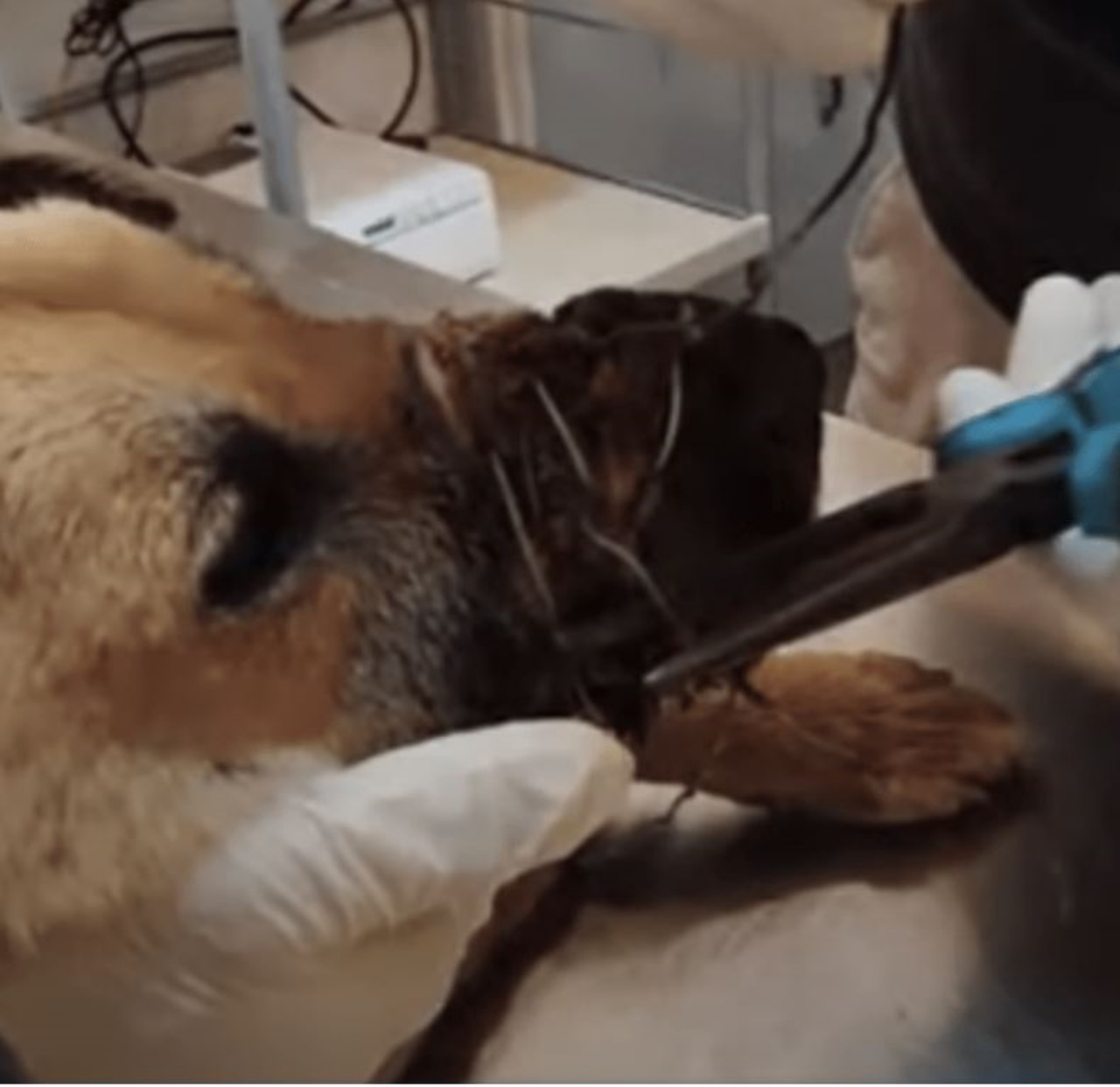 un cane in  clinica veterinaria