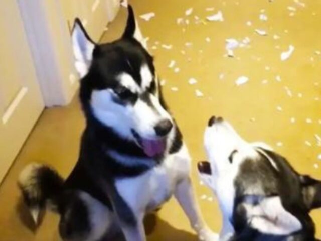 Questi due Husky discutono animatamente su chi dei due è il vero responsabile del “disastro”