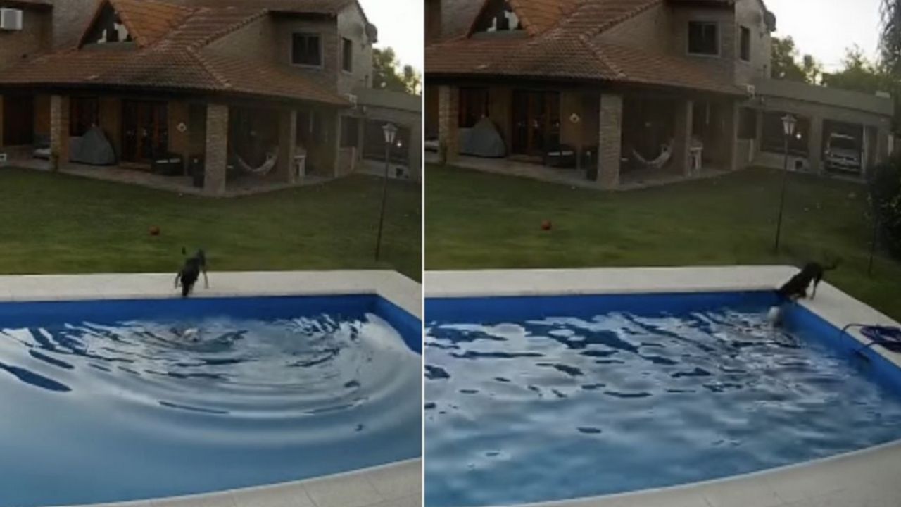 cane immerso in acqua
