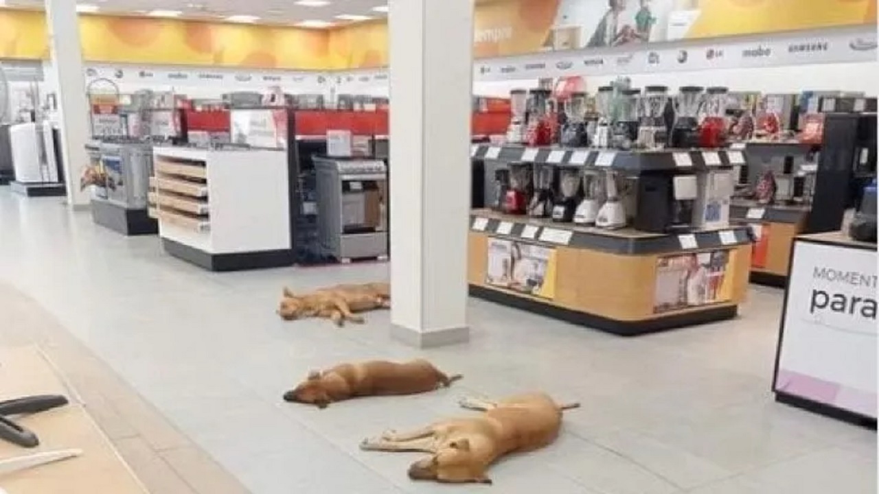 Cani sdraiati sul pavimento