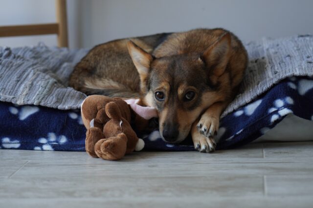 Come eliminare l’odore di cane in casa con un trucco infallibile