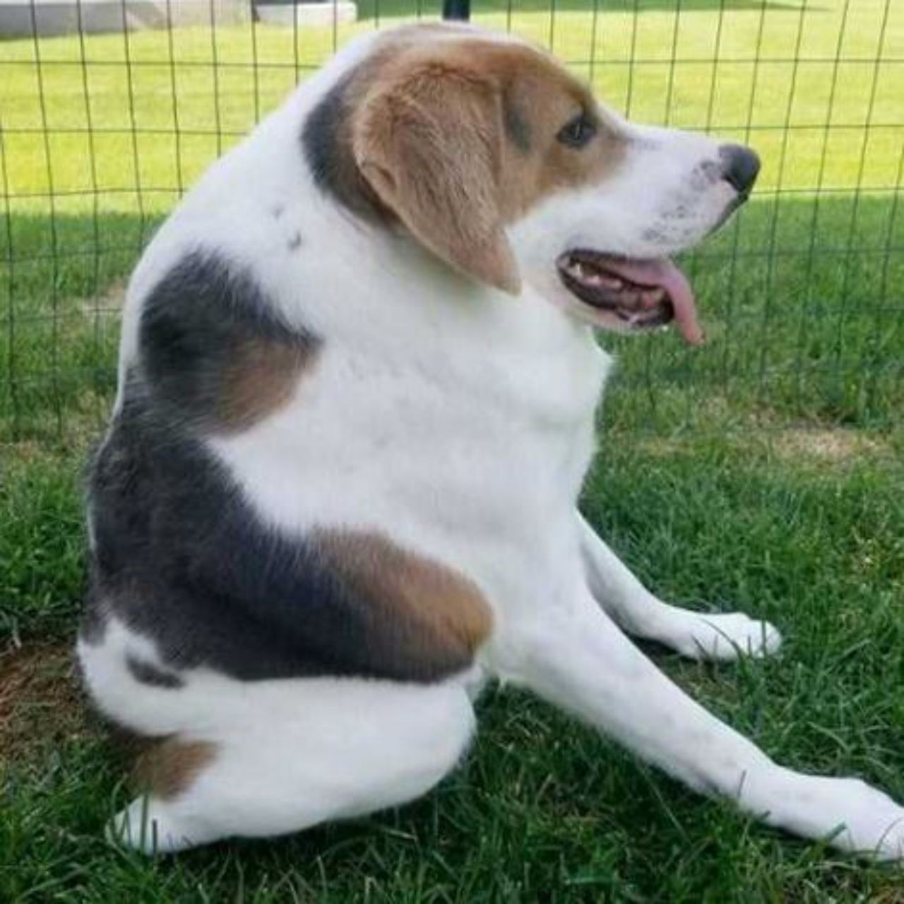 un cane senza collo seduto