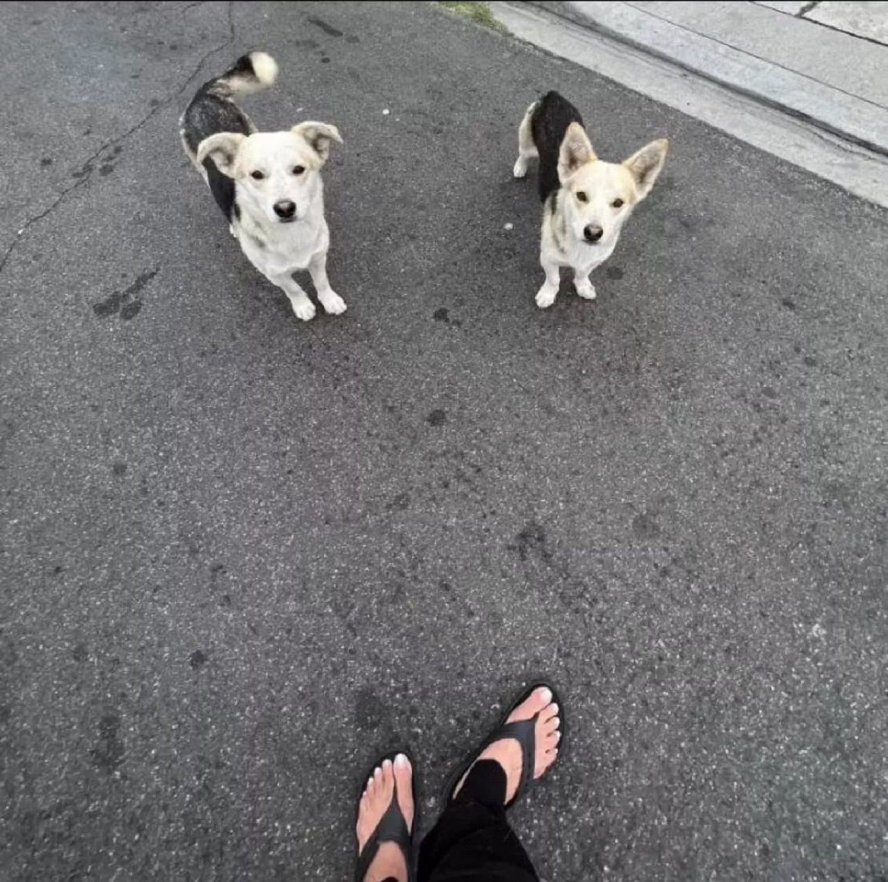 Cani in strada