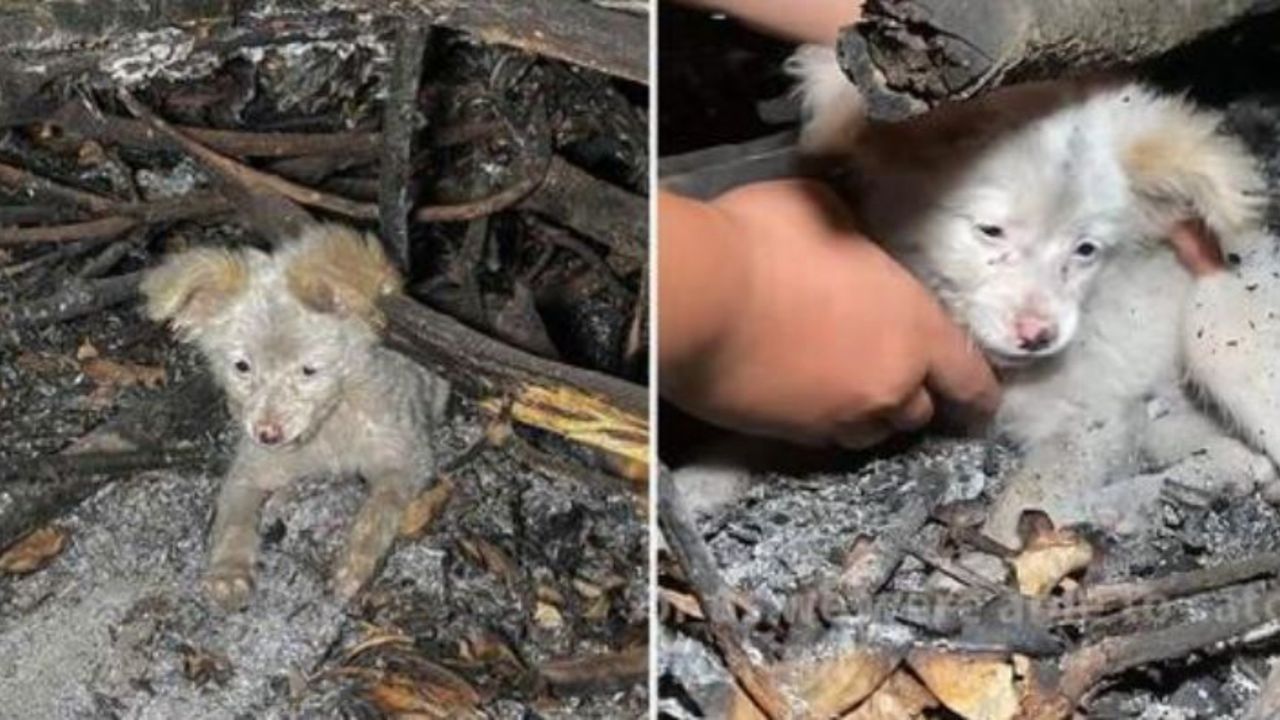 Cucciolo sporco e abbandonato