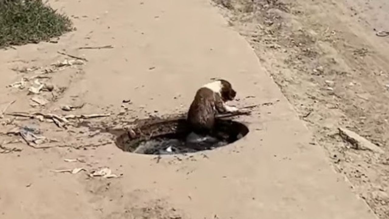 cane che cerca di uscire dall'acqua