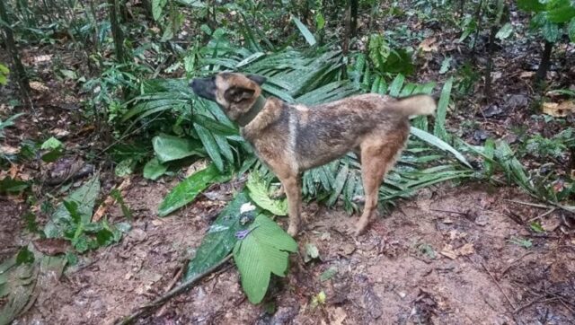 Ufficialmente disperso il Pastore Belga che in Colombia ha aiutato a trovare 4 bimbi nella foresta amazzonica