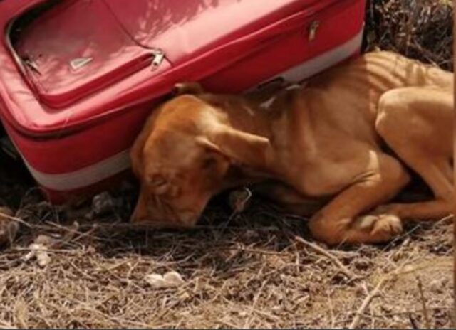 Il cucciolo di cane era stato abbandonato in mezzo al nulla, ma non ha smesso di lottare