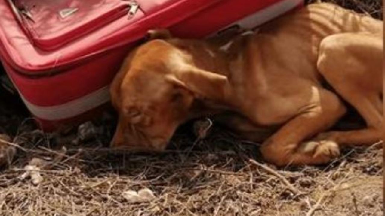 Un cane ridotto in condizioni pessime