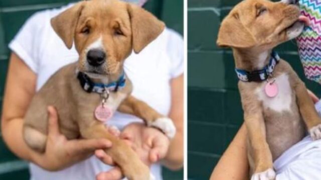 Un cagnolino speciale è stato lasciato davanti a una casa: il piccolo aveva bisogno d’amore