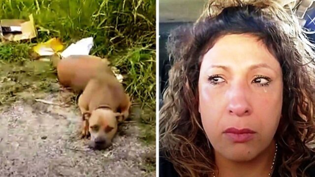 Guida ogni mattina verso la “discarica per cani” nella speranza di salvarli da un destino crudele