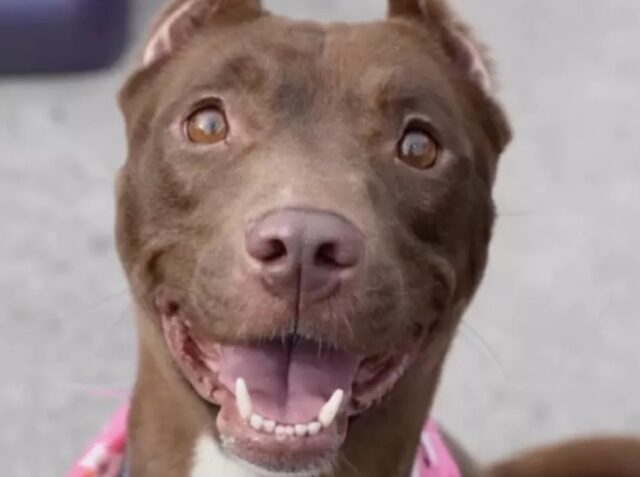 Famiglia ritrova il cane scomparso a una manifestazione per adottare animali domestici: cercava un nuovo cucciolo