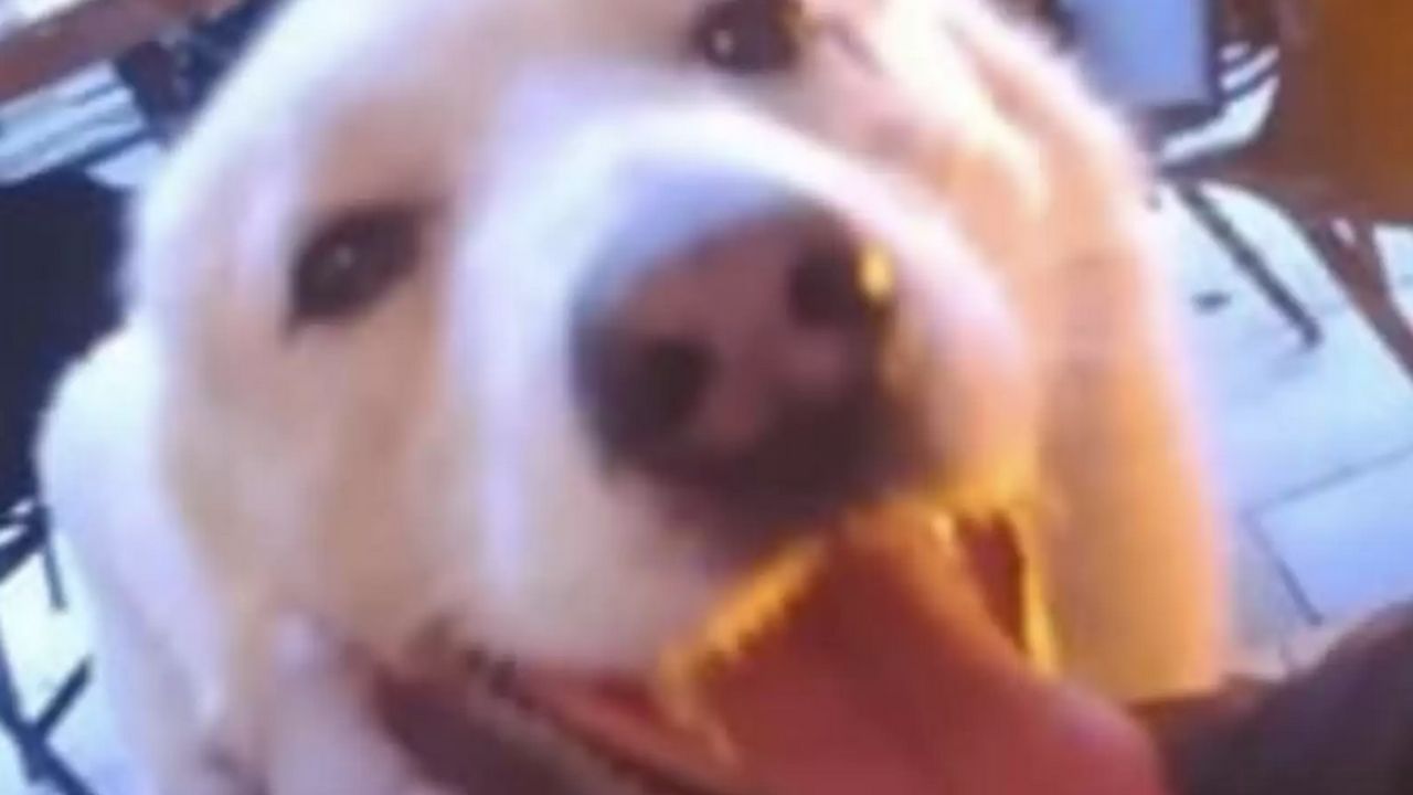 cane con lingua di fuori