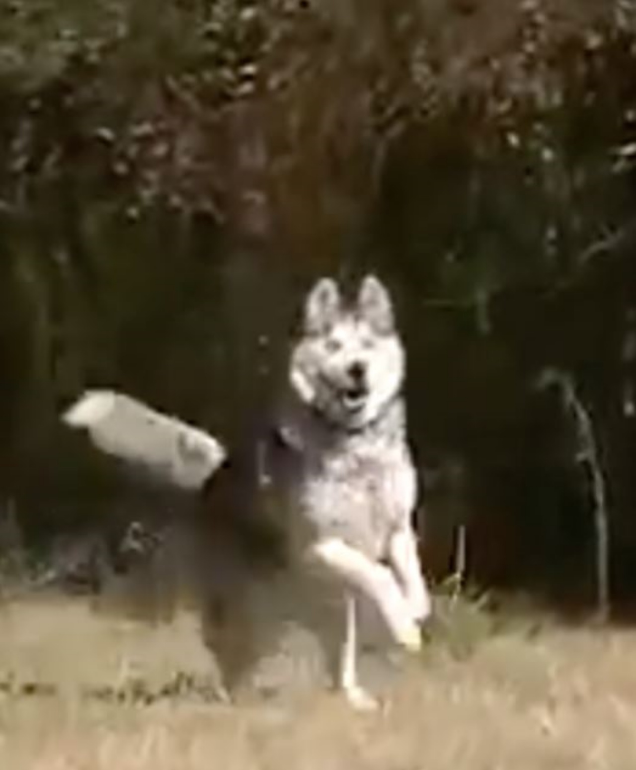 Un Siberian Husky che corre in un prato