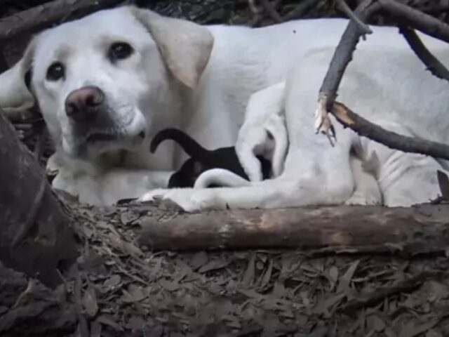 Mamma Labrador si rifugia tra i cespugli per proteggere i suoi cuccioli, finché qualcuno non li nota (VIDEO)