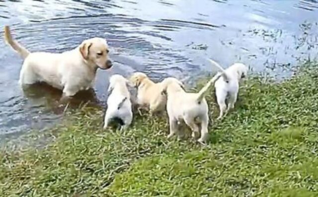 A scuola di nuoto: così papà Labrador insegna ai suoi cuccioli come affrontare l’acqua (VIDEO)