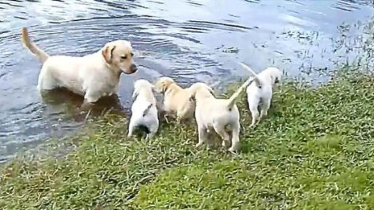 papà labrador