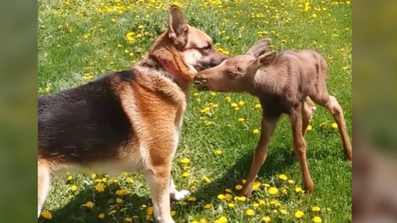 animali che giocano