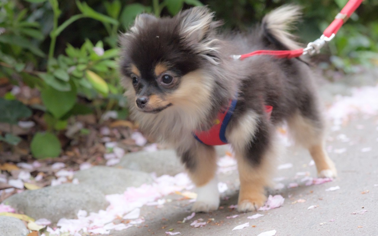 cane molto piccolo che passeggia con pettorina e guinzaglio