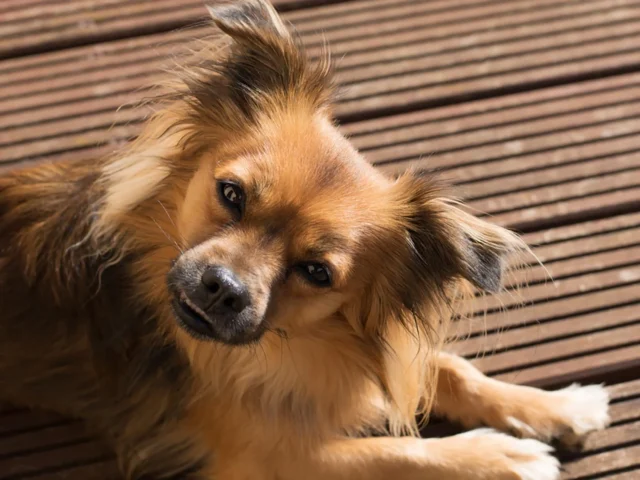 cagnolino che somiglia a un Chihuahua a pelo lungo