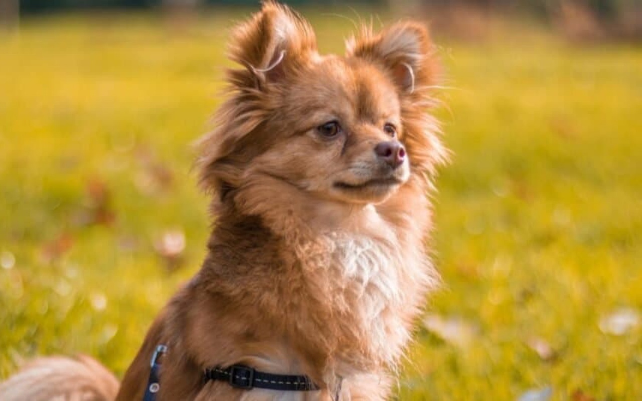 cagnolino piccolo a pelo lungo seduto sul prato