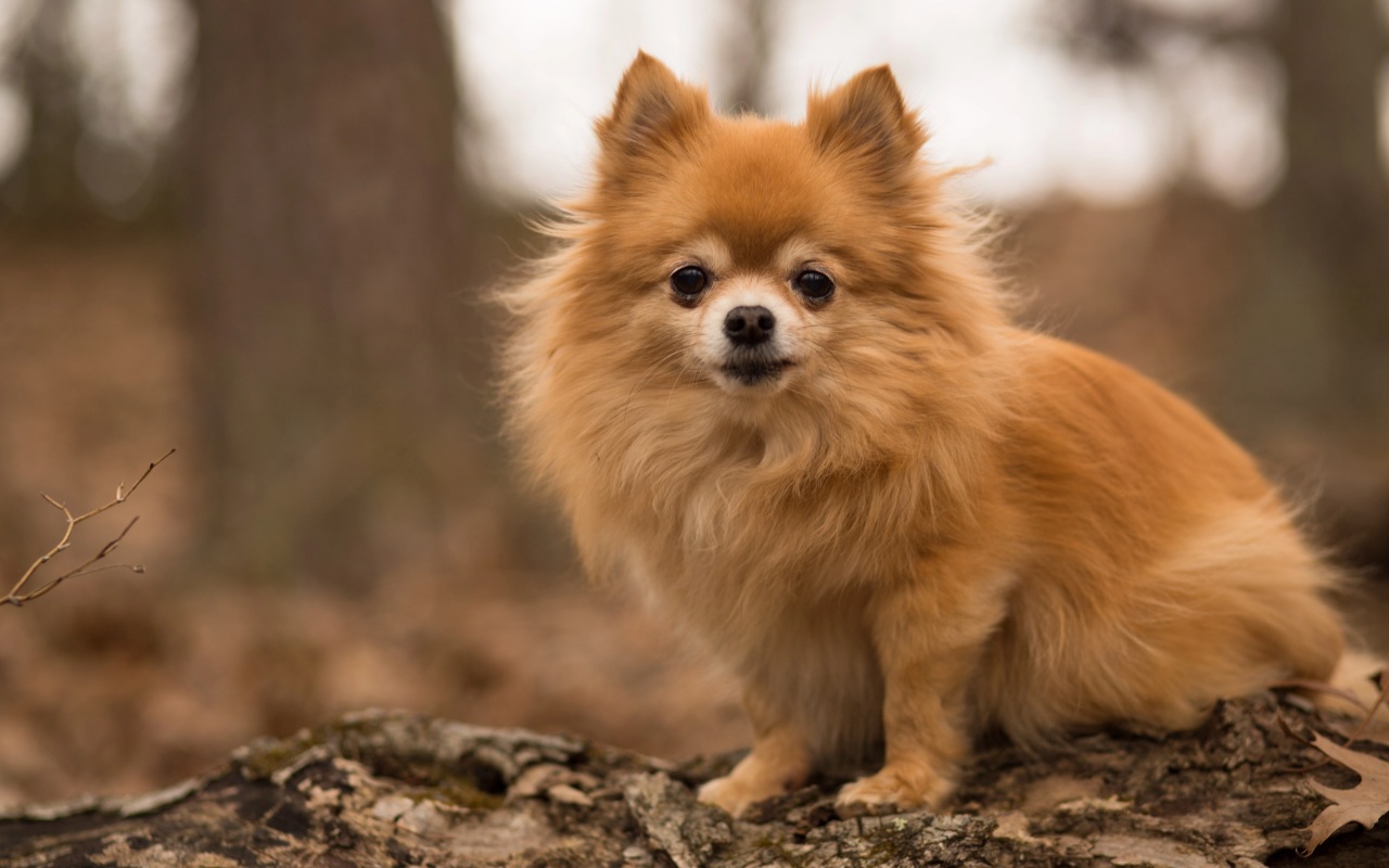 cagnolino di razza ibrida