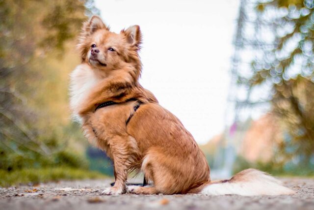 Pomchi, cane incrocio: cosa sapere sul mix fra Pomerania e Chihuahua