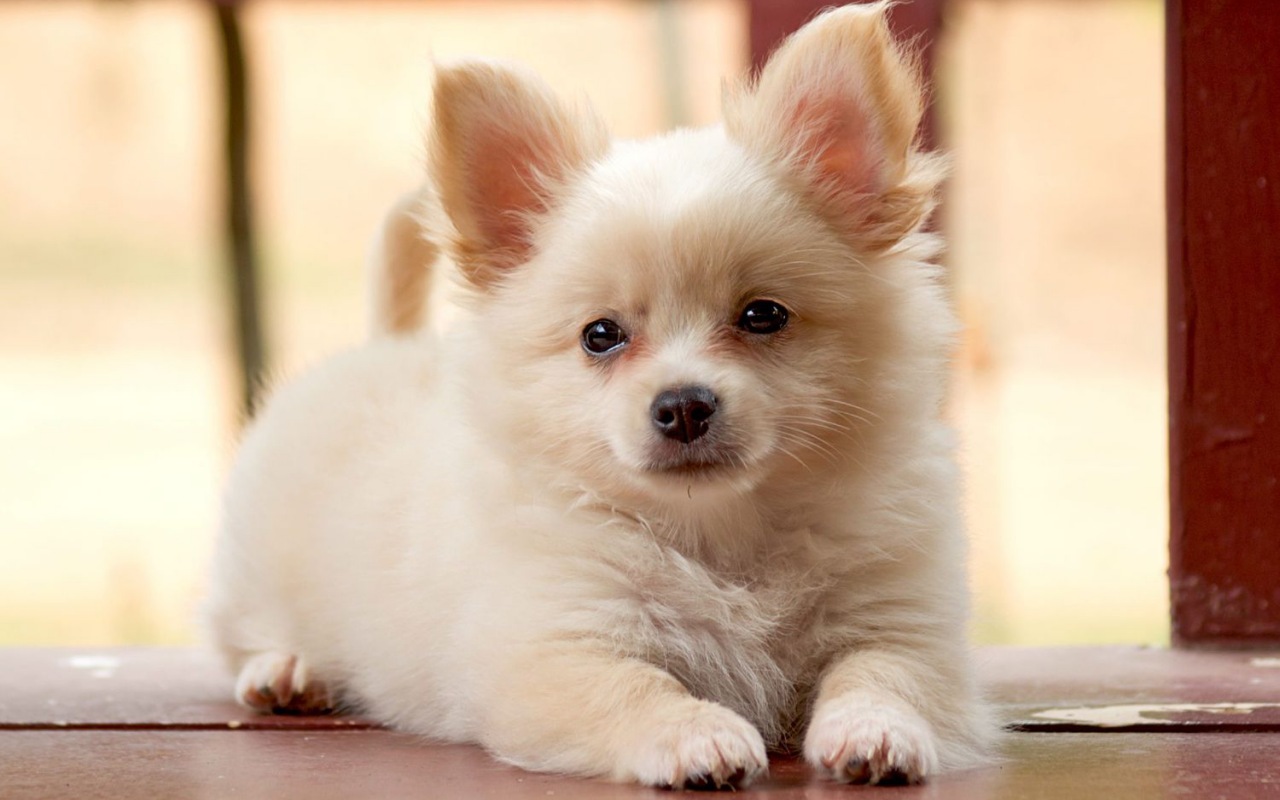 cagnolino bianco che somiglia al Volpino