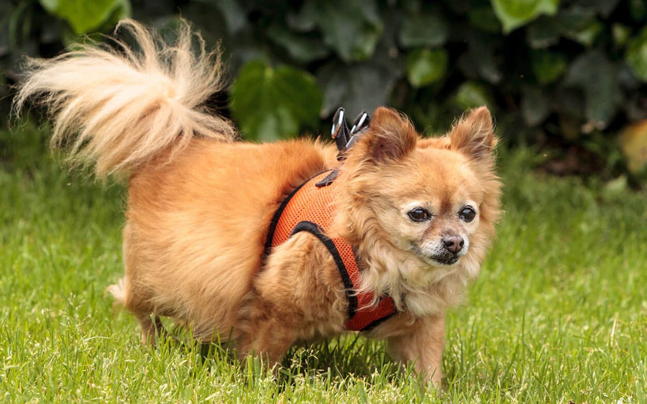 cane anziano che passeggia in giardino