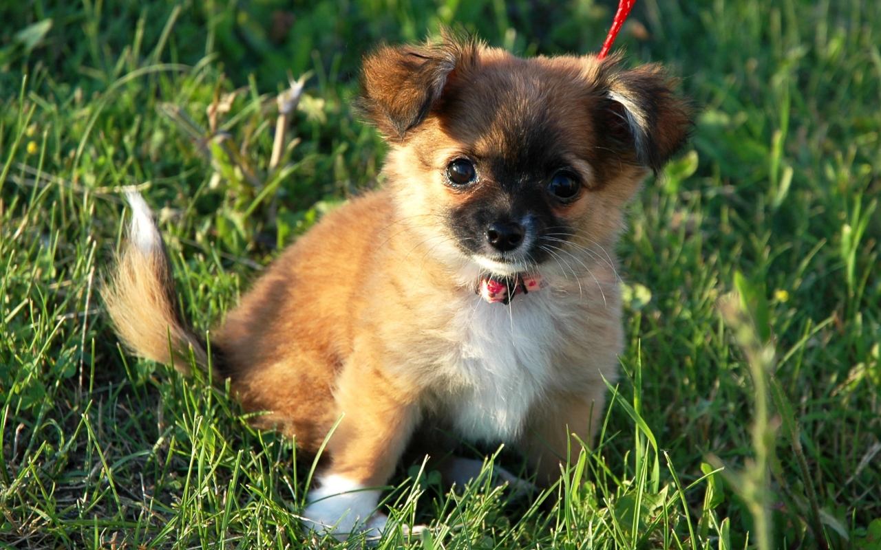 cucciolo di cane sul prato col guinzaglio rosso