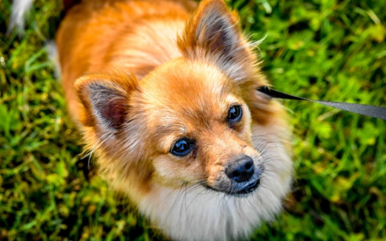 cagnolino che guarda all'insù mentre passeggia sul prato