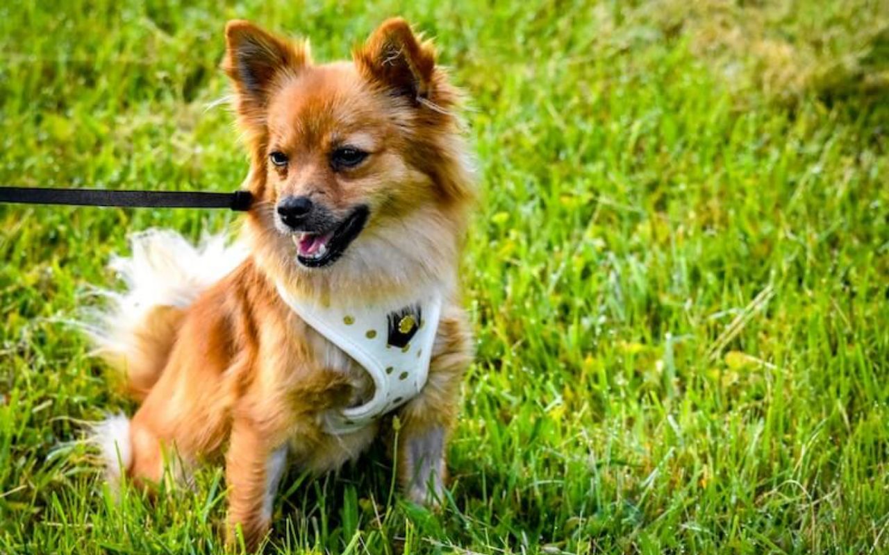 cane con la pettorina che va a passeggio