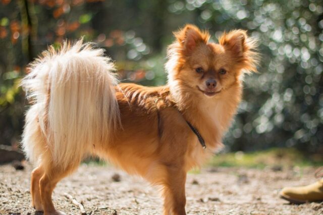 Tutto sul carattere del Pomchi e su come affrontarlo