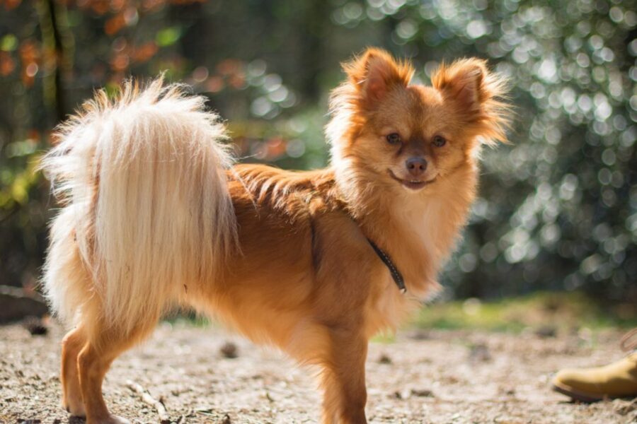 cane marrone chiaro con il pelo lungo e la coda a piumino