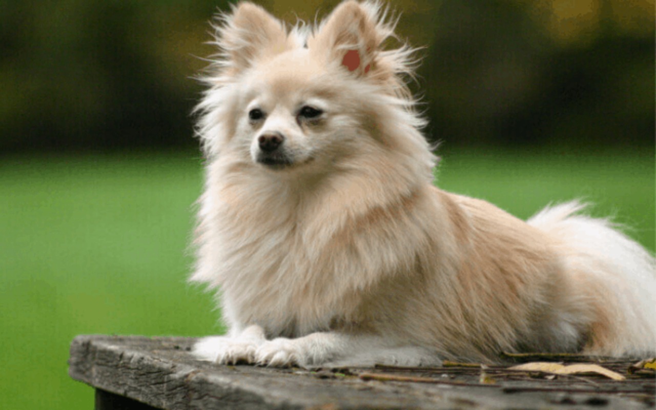 cane di colore chiaro a pelo lungo