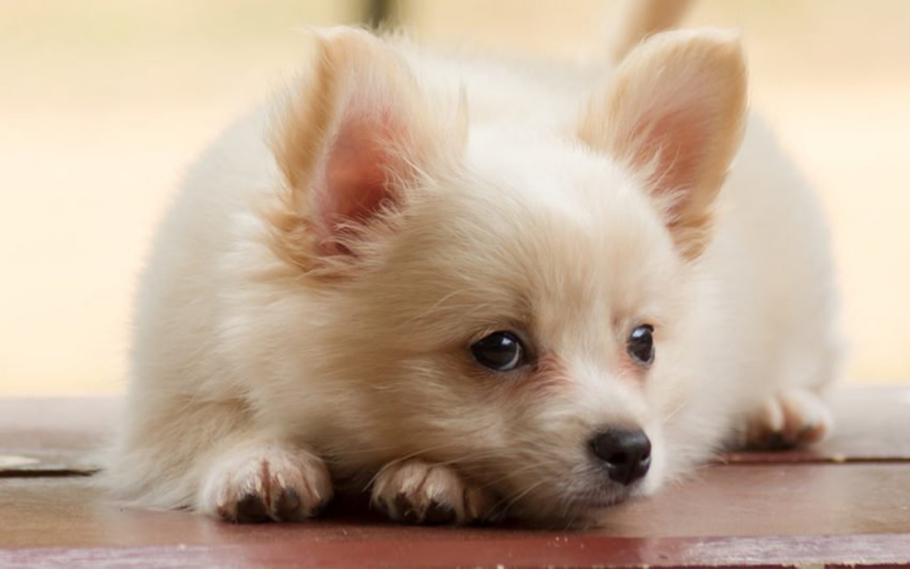 cagnolino bianco che ha paura di qualcosa