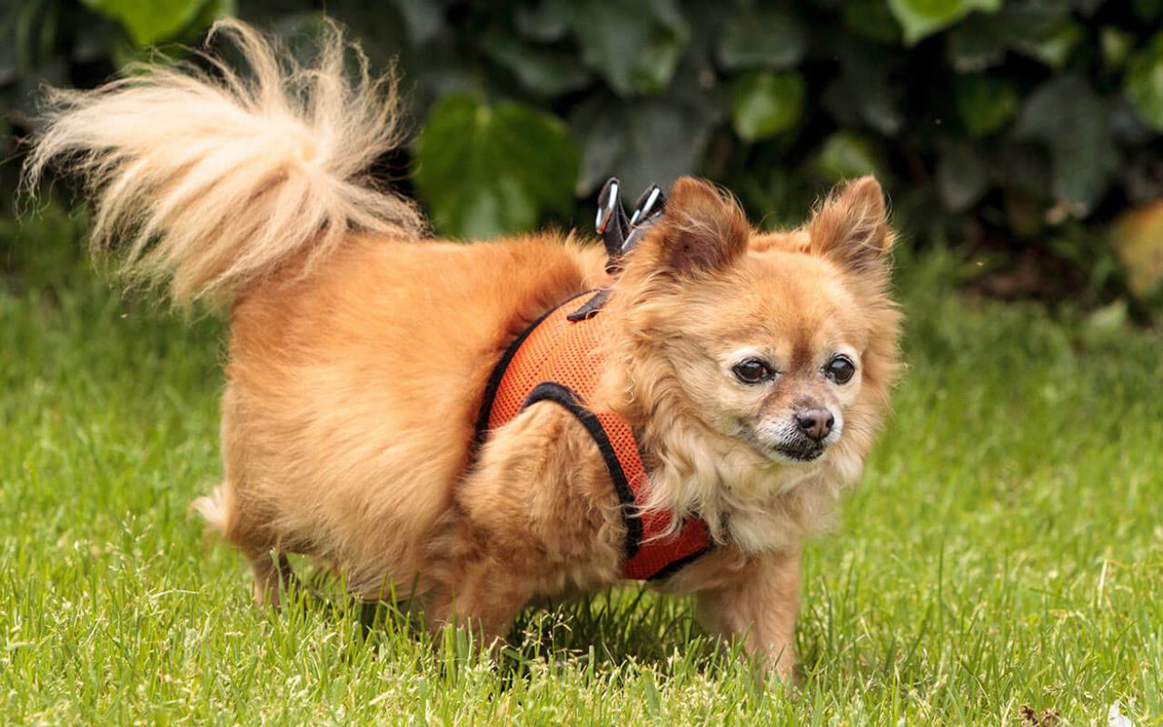 cane molto anziano che passeggia con pettorina e guinzaglio