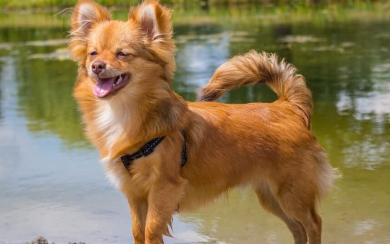 cagnolino in riva all'acqua che si gode il sole