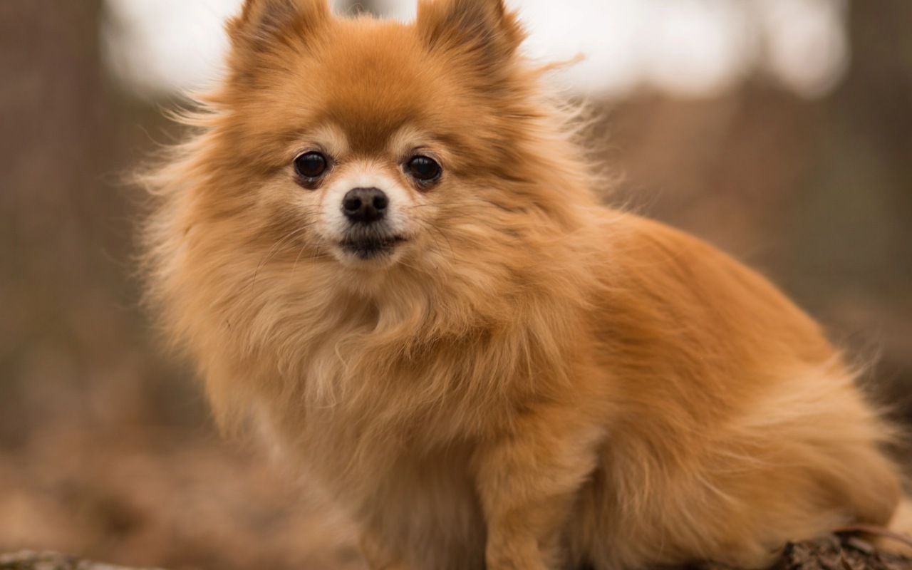 cagnolino marrone a pelo lungo e morbidissimo