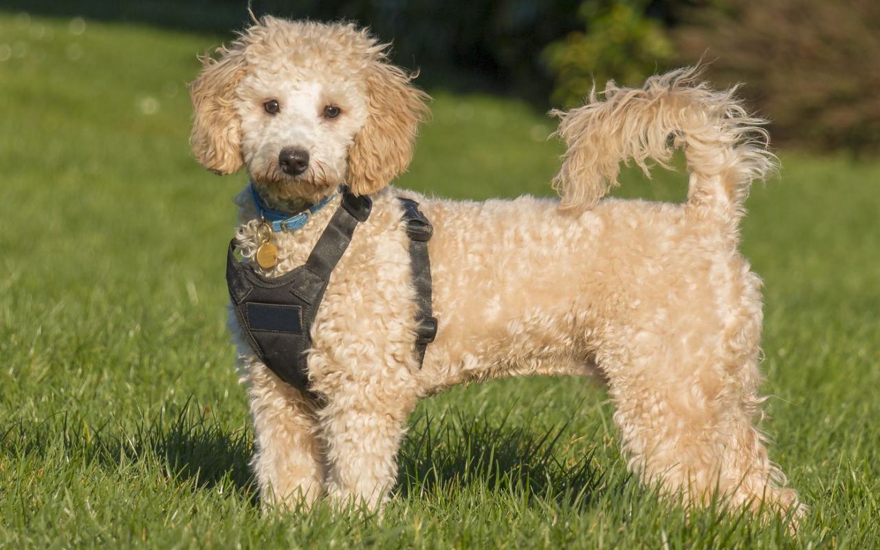 cane barboncino di piccola taglia