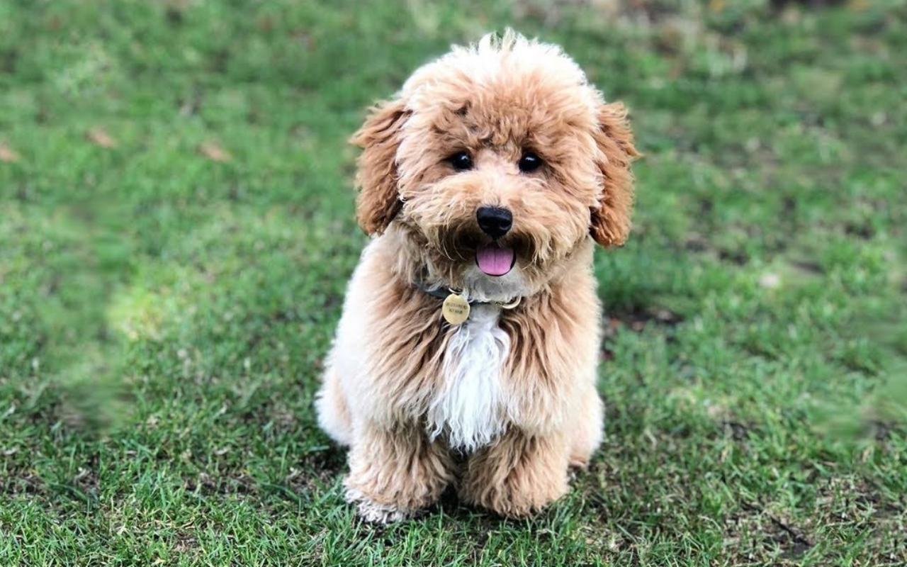 cagnolino piccolo seduto sul prato