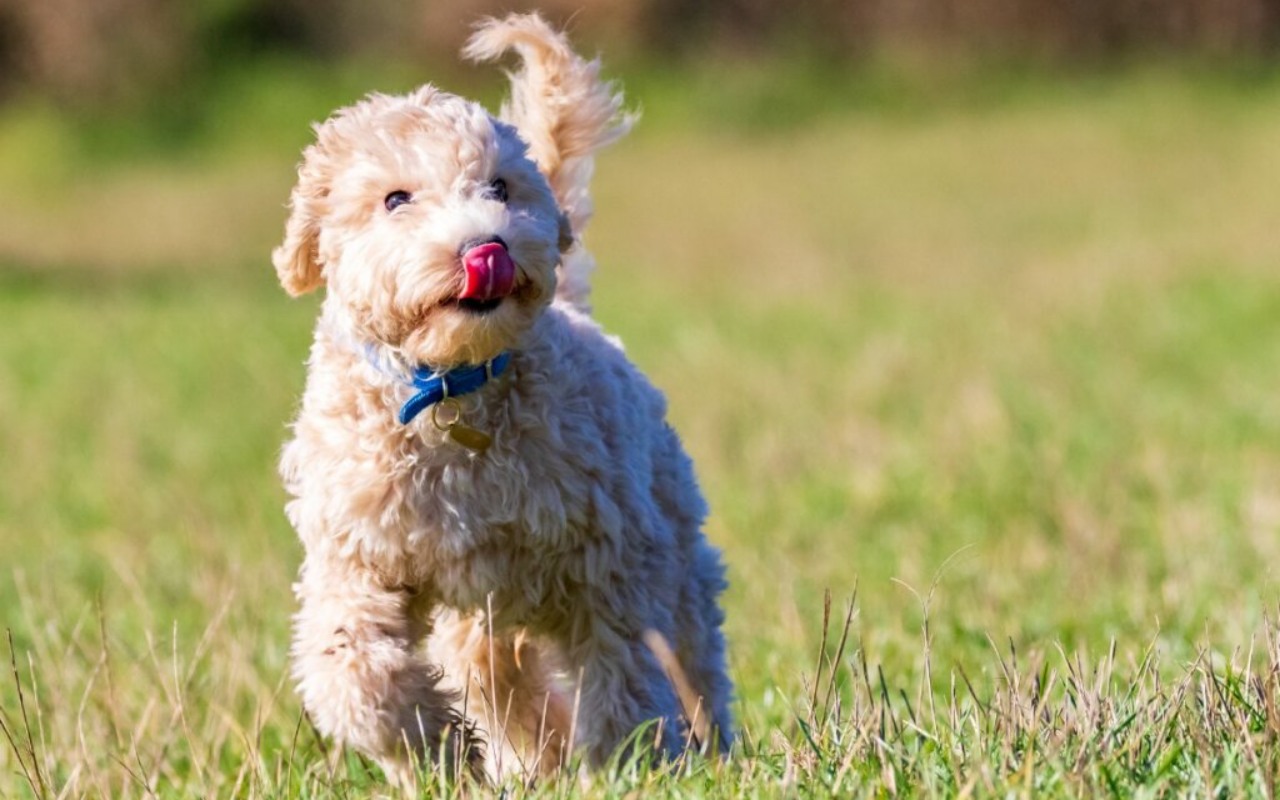 cagnolino che corre sul prato con la lingua di fuori