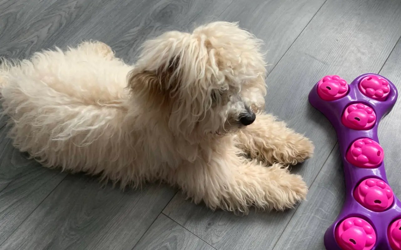 cagnolino davanti al suo osso giocattolo