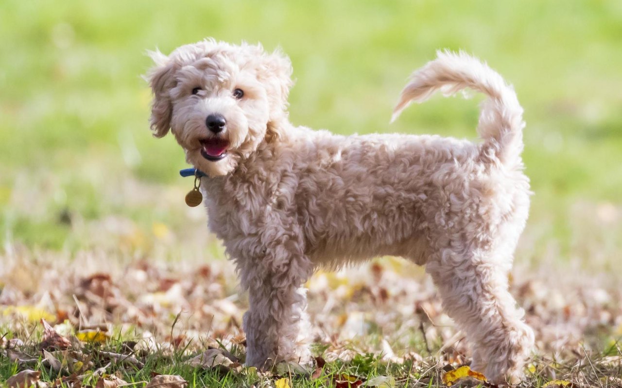 cagnolino simile al barboncino