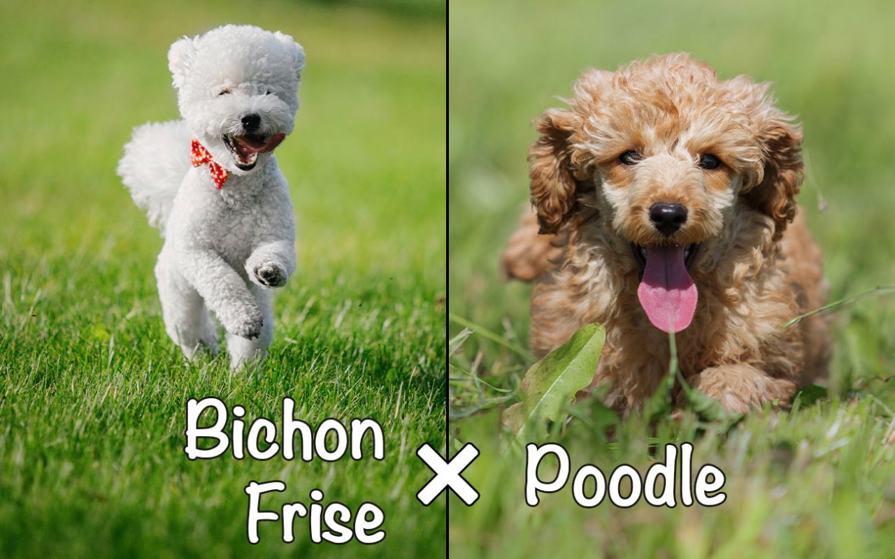 Bichon Frisé e Poodle o Barboncino