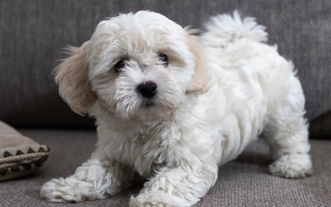 cagnolino piccolo e bianco sul divano